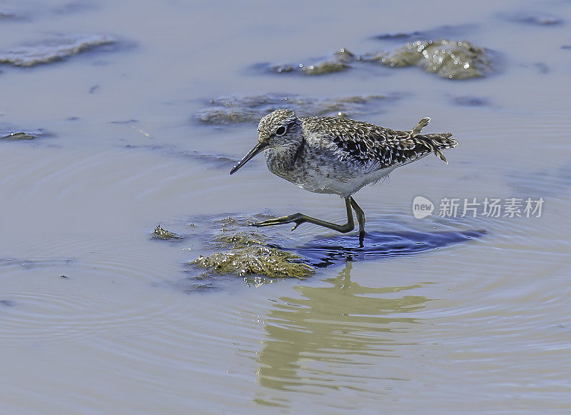 木鹬(Tringa glareola)是一种小型涉禽。纳库鲁湖国家公园，肯尼亚